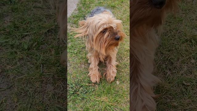 Uroczy piesek oblizuje się na wietrze.🐕 #pies смотреть онлайн