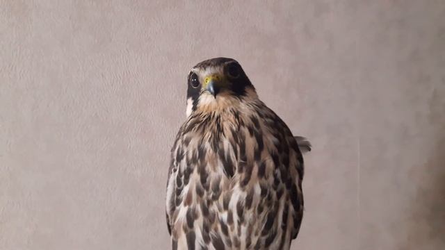 Сокол чеглок - Слива смотреть онлайн