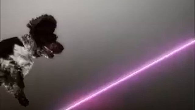 Flying Dogs (real name Birds) смотреть онлайн