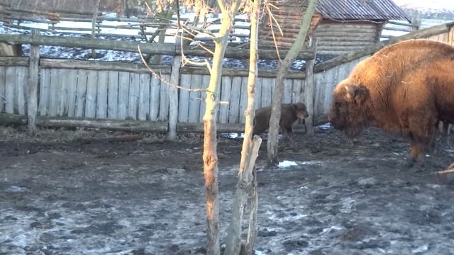 Зубренок резвится смотреть онлайн