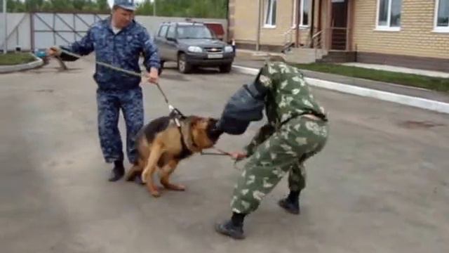 Работа Кинолога смотреть онлайн