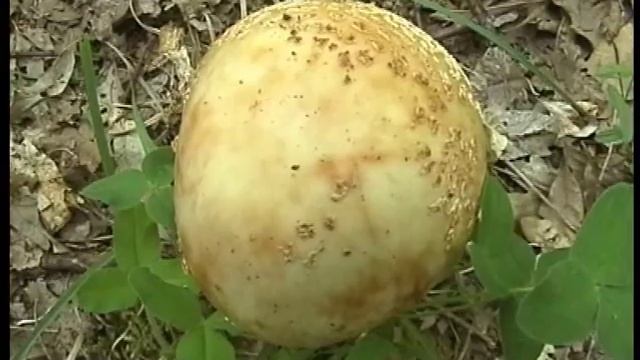 Video scheda del fungo Amanita rubescens смотреть онлайн