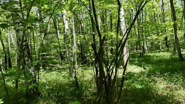 Две Длиннохвостые неясыти (Strix uralensis) в лесу Заречного 14.06.2019: брачный период между совам смотреть онлайн