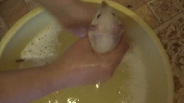 КУПАНИЕ КРЫС Можно ли купать крыс Как купать крысу Домашние крысы ДЕКОРАТИВНАЯ КРЫСА СИАМСКАЯ КРЫСА смотреть онлайн