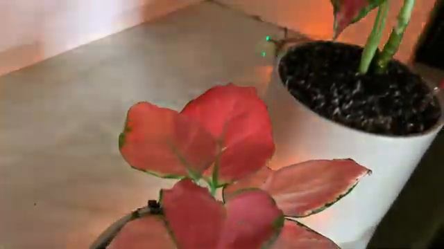 ПОЛИВАЮ ОРХИДЕИ И ДРУГИЕ РАСТЮШКИ ТОЛЬКО ТАК ? БОРЬБА С ПЛЕСЕНЬЮ В ГОРШКАХ ПРОДОЛЖАЕТСЯ смотреть онлайн