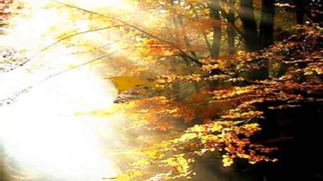 ФУТАЖ ЛИСТЬЯ-БАБОЧКИ. смотреть онлайн