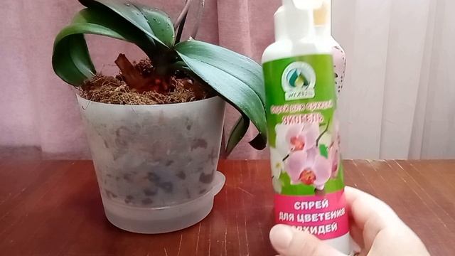 Почему не цветет орхидея  Что нужно делать, чтобы орхидея зацвела.