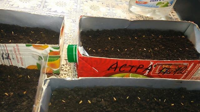 Посев астры под снег в сугроб смотреть онлайн