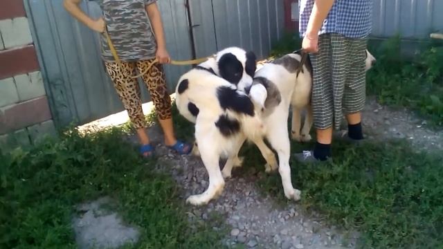 Самая правильная вязка Алабая (САО) смотреть онлайн