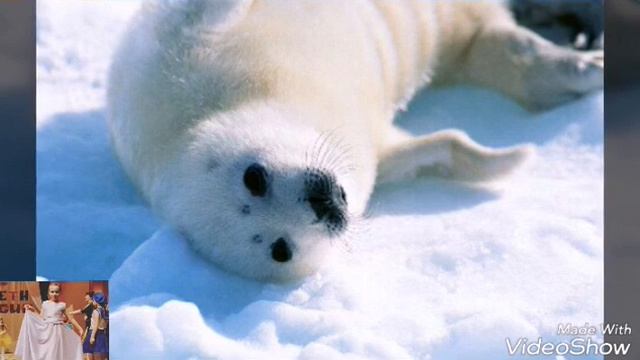 Презентация о Арктике.