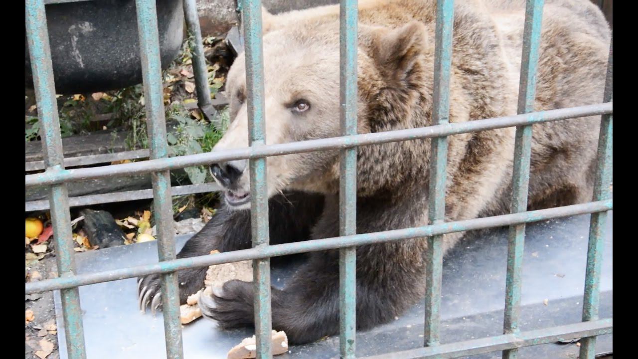 Медведица Маша | УФССП России по Новгородской области смотреть онлайн