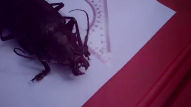 TITANUS GIGANTEUS 16,8 cm.TITANUS GIGANTEUS sur:www.guyane-entomologie.fr смотреть онлайн