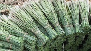 Lemongrass, заготовка лемонграсса