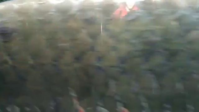 Самое большое пресноводное рыба!! смотреть онлайн