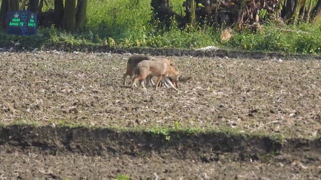 Golden Jackal | Info and Status of Geedar Animal in Pakistan | Wildlife of Pakistan | Jackal Sound смотреть онлайн
