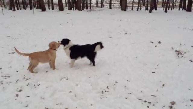 Щенок Голден ретривер (часть 1)
