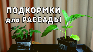 как вырастить крепкую коренастую рассаду - подкормка рассады