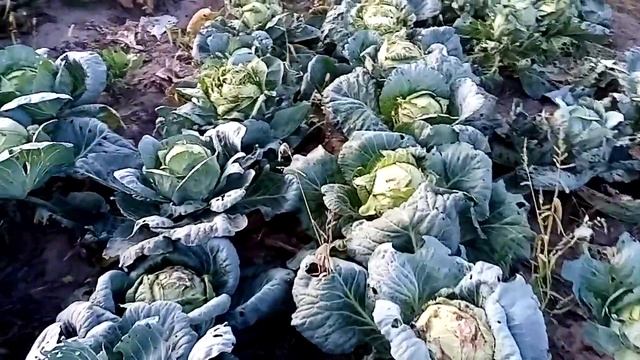 Переделка брудера, 16 сентября