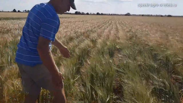 Яровой ячмень удивляет! Сакский район, Елизаветово смотреть онлайн