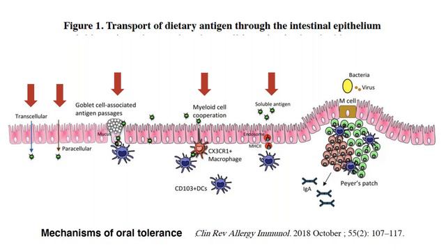Food Sensitivities and The Small Intestine – New Insights into The Microbiome-Immune Connection смотреть онлайн