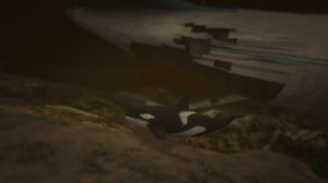 GTA5 Упавший самолет, Лофофора касатки