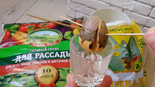 Как посадить авокадо. смотреть онлайн