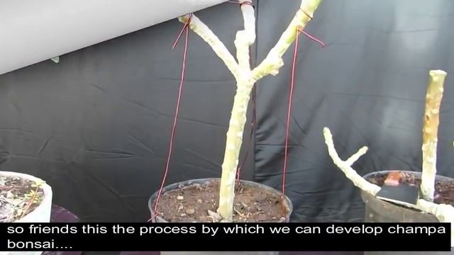 How To Make A Bonsai/Plumeria/Champa