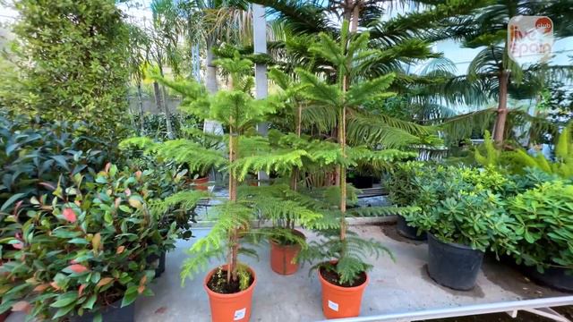 🇪🇸 Сколько стоит обустроить свой сад в Испании? смотреть онлайн