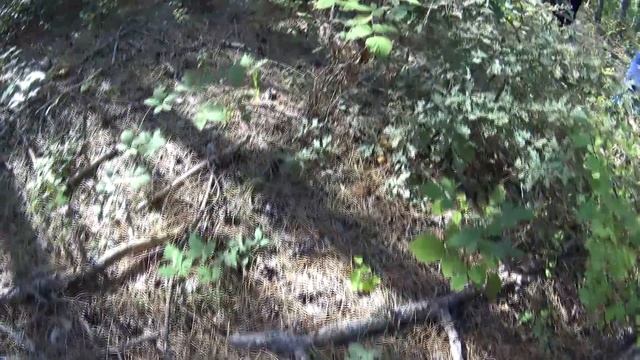 В Крыму нашествие маслят. Столько грибов я еще не видел!!! смотреть онлайн