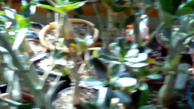 Адениумы, кактусы и другие суккулентные растения. Продолжение. смотреть онлайн