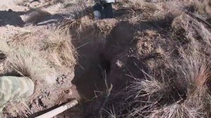 Норная охота на барсука с ягдтерьерами.  Закрытие сезона. German Jagdterrier on the hunt