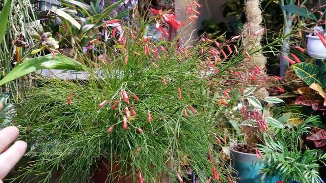 Firecracker Plant! Russellia Equisetiformis || Hummingbird Magnet!