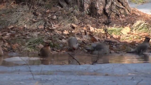 Купание свиристелей в лесу смотреть онлайн