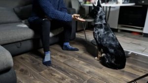 Кинолог Артур  Учим собаку запрещающей команде НЕТ