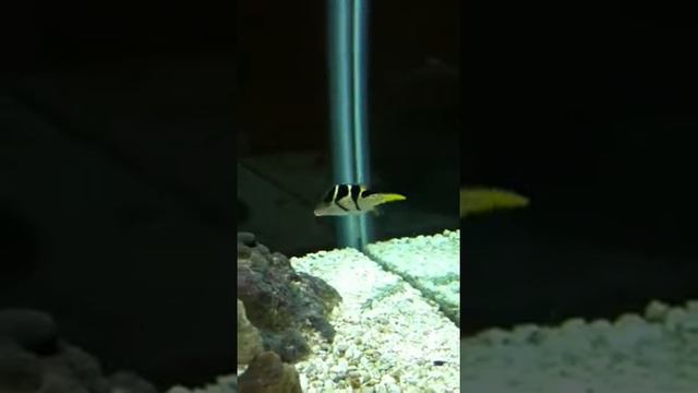 55 gallon saltwater tank смотреть онлайн