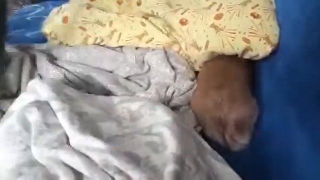 Собака боится пылесоса смотреть онлайн