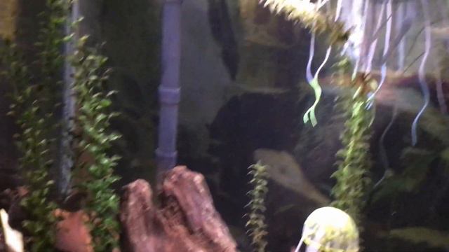 А вы такое чудо видели? Fish Eats The Zucchini. Did You Know It?