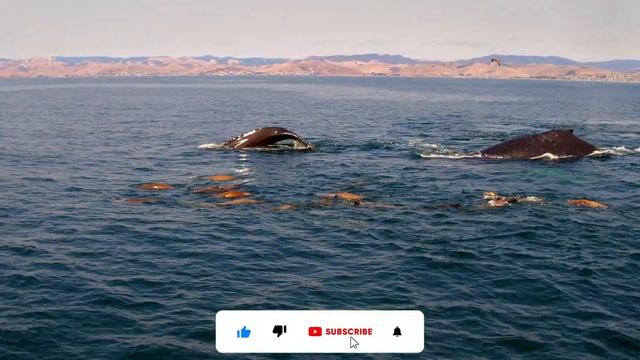 Amazing Whales 4K Video Ultra HD | Ocean Life of Whale | Cinematic Video смотреть онлайн