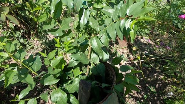 Строим Сами