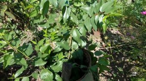 Выращивание Зизифуса в северных регионах