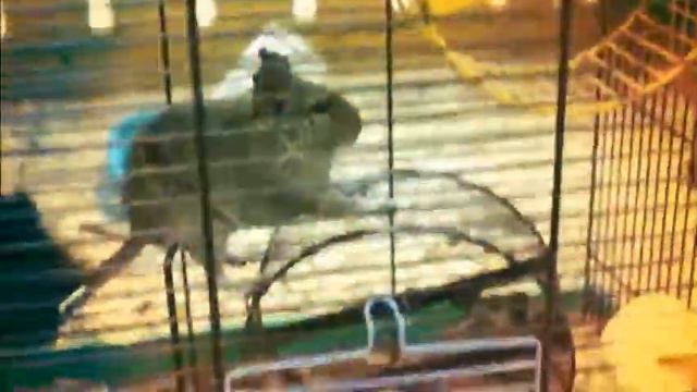 Смешные Дегу бегают сидя / Контактный зоопарк Ребятам о зверятах смотреть онлайн