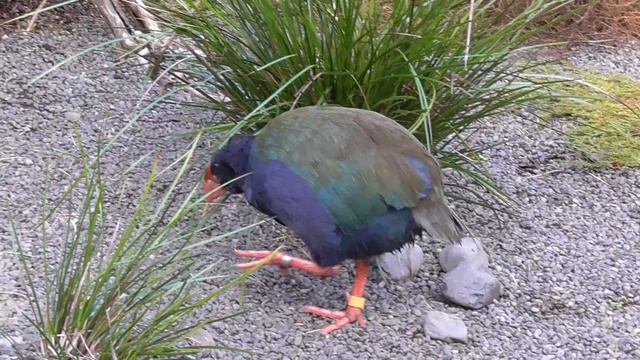 Takahē (Endangered New Zealand Bird) смотреть онлайн