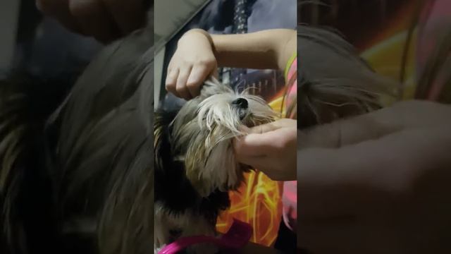 Как заплатить хвостик бивер йорг тырьер смотреть онлайн