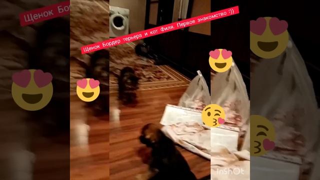 Щенок Бордер терьера. Знакомство с котиком Филей :)) смотреть онлайн