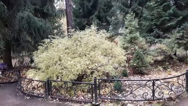 РАЙСКИЕ ЦВЕТЫ октября в ВЫРИЦЕ ?Поездка в Храм Казанской иконы Божьей Матери? смотреть онлайн