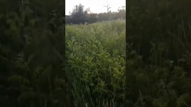 Вечерняя прогулка с маламутом по болоту. смотреть онлайн