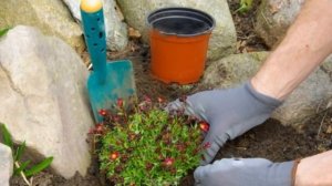 Комнатные растения на ОТКРЫТОМ ВОЗДУХЕ. Можно ли выносить, как ухаживать