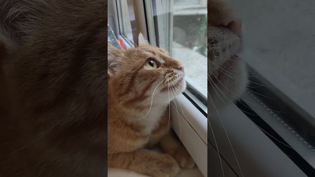 утреннее екеке смотреть онлайн