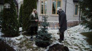 Как посадить ель "хупси"? Алексей Чумаков и Юлия Ковальчук сажают ель хупси.