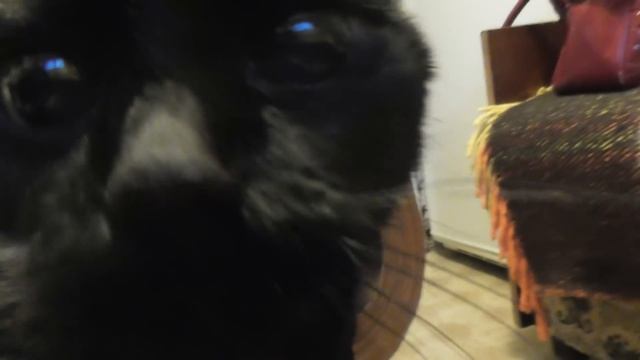 Купила себе гнездо/Лежанка для свинки/лежанка для морской свинки смотреть онлайн